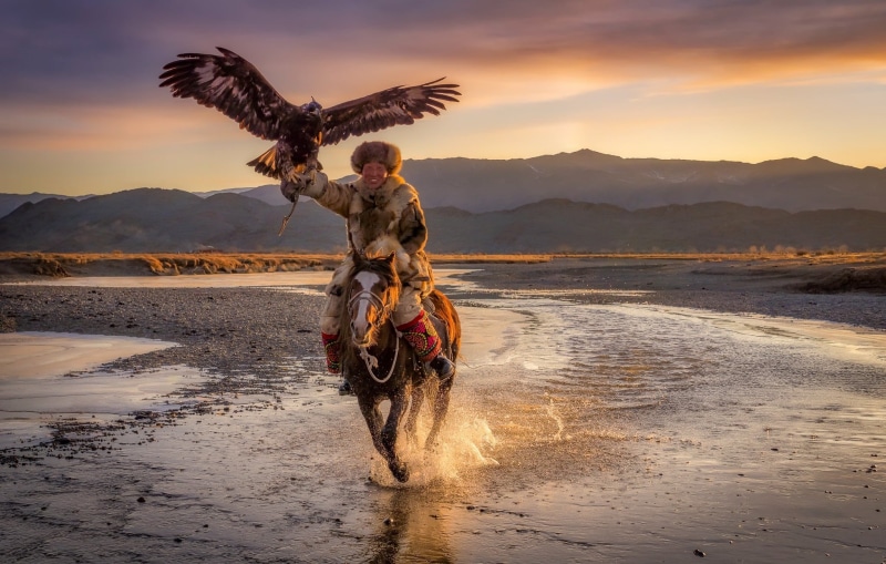 Horse, 1080P, Eagle, eagle hunter, Mongolia, Ulgii