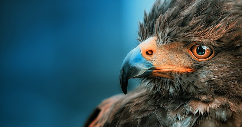 bird of prey, eye, animal head, animals in the wild, bird, no people, looking, animal body part, 720P, animal themes, beak, close-up, brown, animal eye