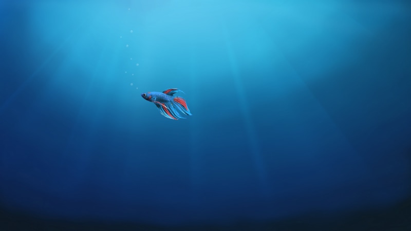 4K, Underwater, Fish, 4K, Windows 10, Alone