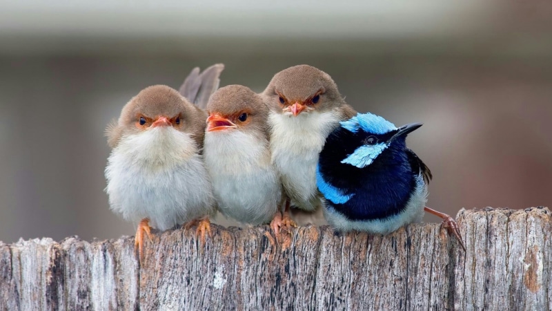 birds, cute, bird, little bird, 1080P, fuzzy, huddle