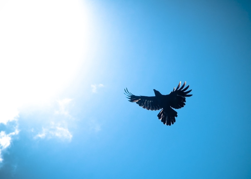 Towards the sun, black, crow, sri lanka, bird, sri  lanka, i fly, blue sky, wildlife, daytime, Icarus, eagle - Bird, bird  flight, blue, dom, flying, animal