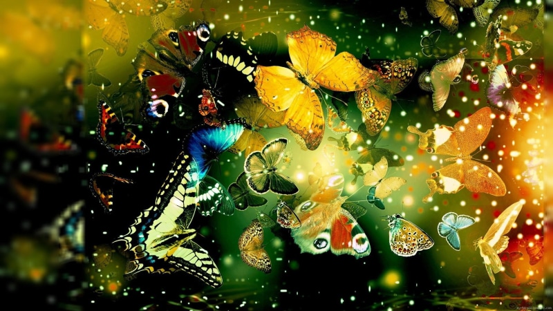 butterfly, animal, light, toward, butterflies, assorted, flying, color, 1080P