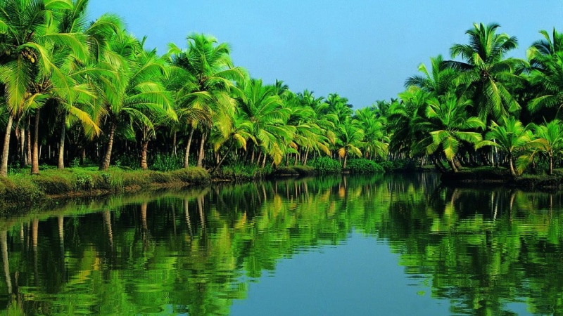 palm, lake, bank, idyllic, beauty in nature, asia, tranquil scene, tranquility, sky, forest, water, alappuzha, palm forest, green color, kerala, tropical climate