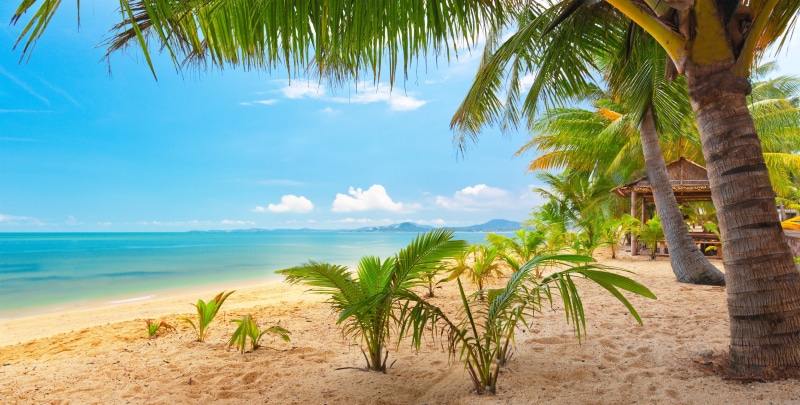 sky, 4K, sea, sand, beautiful, palm, nature, landscape, tropical, trees