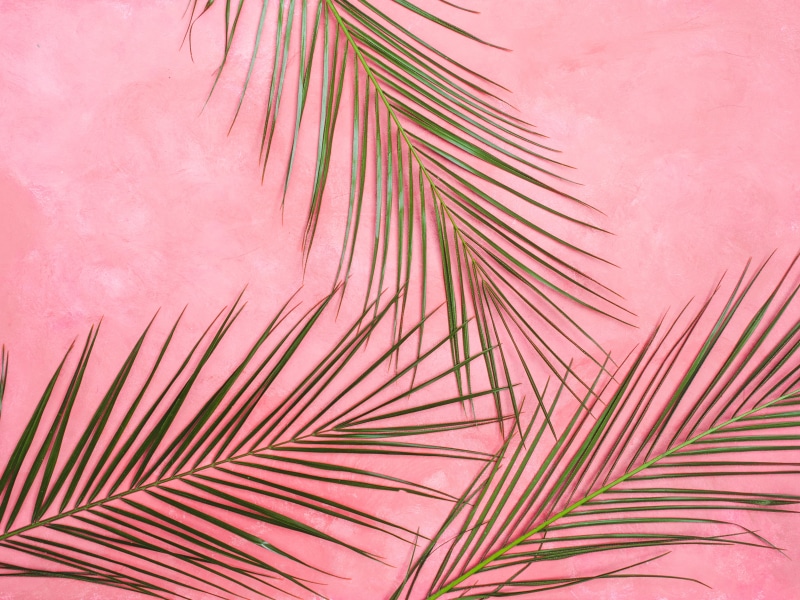 growth, no people, tropical, background, outdoors, pink color, green, frond, pastel, plant part, close-up, summer, beauty in nature, day, pink, leaf, wall