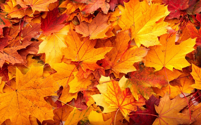 dry, plant, close-up, fall, day, autumn, change, plant part, beauty in nature, 2K, full frame, leaf, autumn collection, orange color, orange, maple leaf