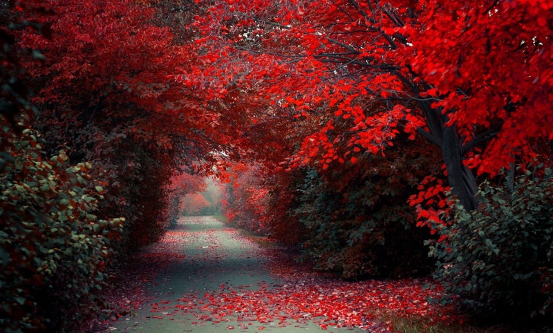 vibrant Color, orange Color, non-Urban Scene, woodland, multi Colored, tree, nature, season, landscape, october, street, 1080P, no People, yellow, growth