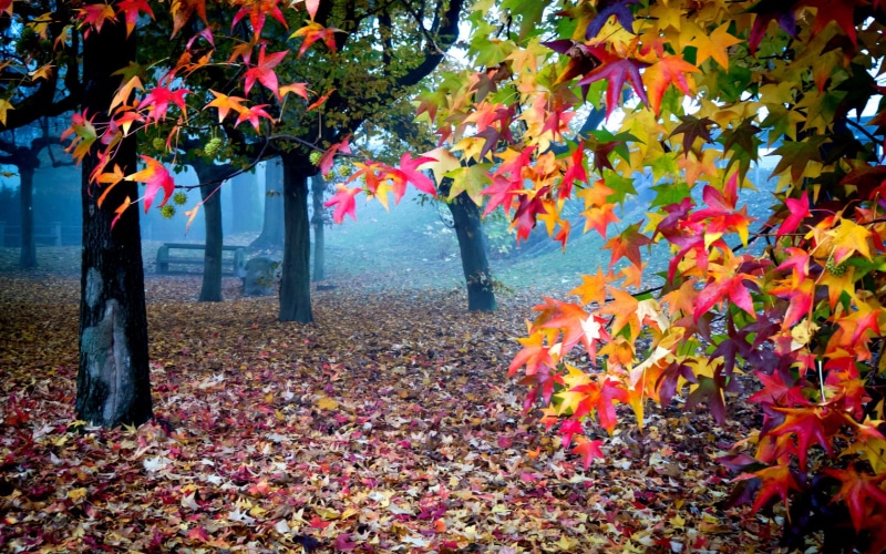 park, Nature, outdoors, natrue, change, branch, 720P, colors, beauty in nature, fall, trees, tranquility, colorful, autumn collection, leafed, leaf, leaves