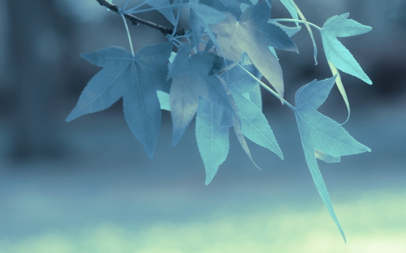 winter, tree, woodland, abstract, 1080P, no People, plant stem, summer, macro, green, focus, color Image, vulnerability, twig, leafed, outdoors, environment