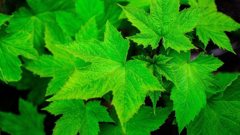 leaf vein, plants, freshness, herb, growth, green color, macro, day, mint leaf - culinary, green, backgrounds, leaf, food, nature, closeup, food and drink