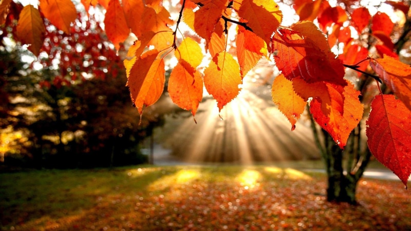 seasonal, park, flora, leaf, natural, colorful, color, decoration, outdoors, foliage, october, nature, leaves, landscape, texture, branch, vibrant, brown