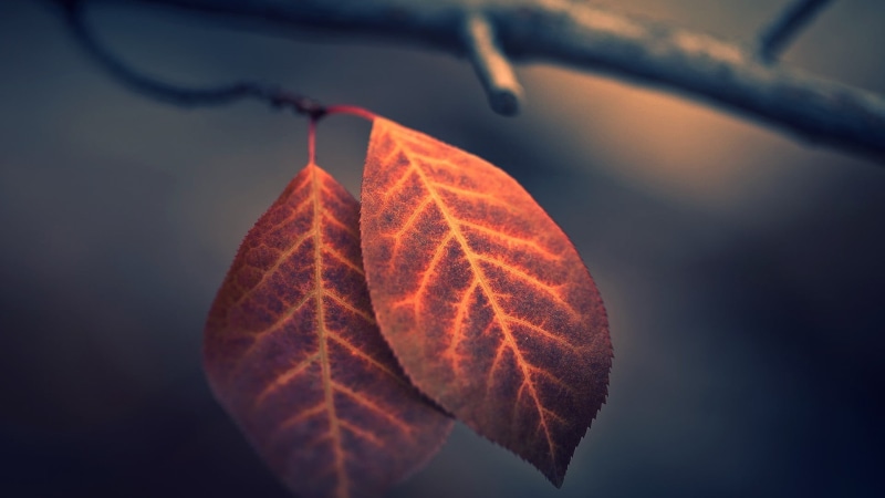 focus on foreground, day, change, brown, backgrounds, macro, maple Tree, season, lush Foliage, selective Focus, tree, autumn, raindrop, october, multi Colored