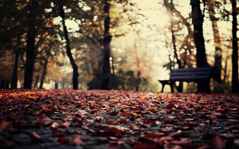 leaf, depth of field, bench, lush Foliage, park - Man Made Space, trunk, selective focus, vibrant Color, light - Natural Phenomenon, colors, nature, scenics