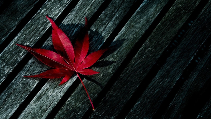 season, maple, textured, plant, black, maple Tree, green Color, close-up, clean, vulnerability, plant part, table, fall, outdoors, yellow, macro, multi Colored