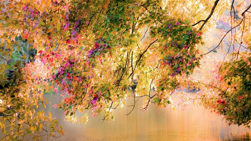 april, lake, forest, tree, plant part, idyllic, change, leaf, beauty in nature, seasonal, leaves, flower, decor, spring, oak, woodland, plant