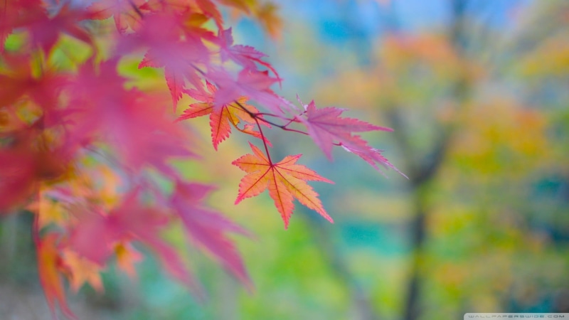 fall, season, colors, tree, selective, plant part, natural condition, change, maple leaf, day, plant, lush Foliage, close-up, yellow, multi Colored, plants