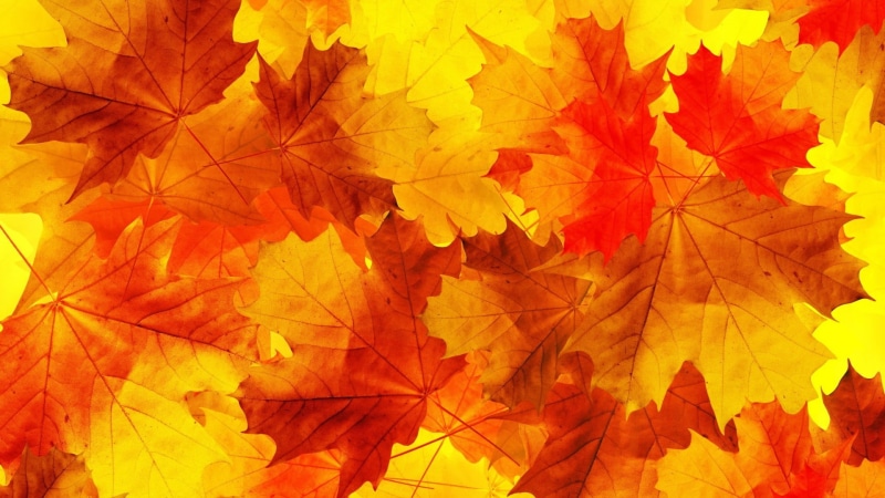 plant, orange color, backgrounds, maple leaf, maple tree, brown, natural pattern, leaf, orange, nature, minimalism, 1080P, day, full frame, autumn, leaves