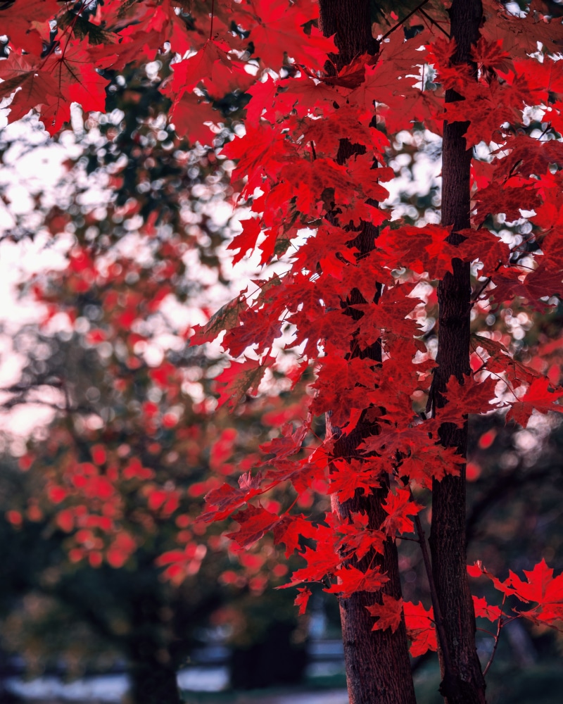 maple, tree, blur, leaves, branches, 4K, autumn