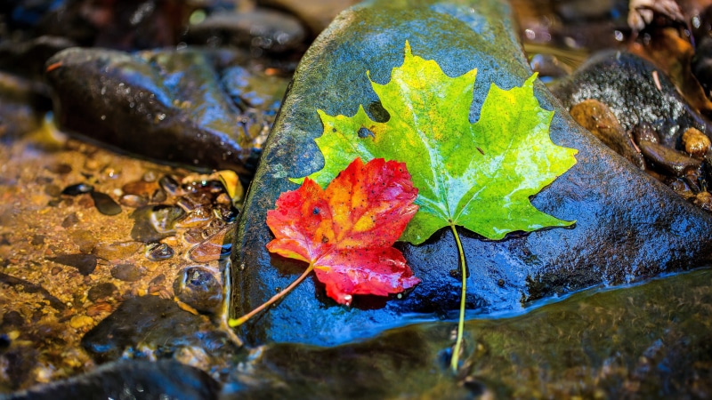 leaf, 8K, stone, maple leaves, photograph, autumn leaves, maple leaf, autumn, leaves, 8k uhd, photography