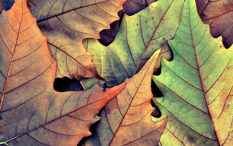 no People, bright, green Color, season, brown, tree, 1080P, leaf vein, green, plant, nature, vibrant Color, textured, multi Colored, change, vulnerability