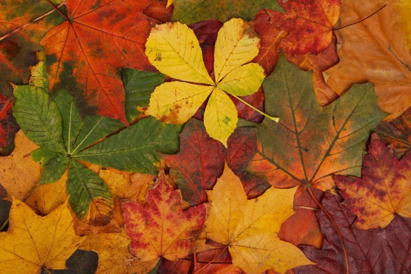 no people, leaves, autumn collection, day, outdoors, tree, natural pattern, texture, autumn, fall, colorful, close-up, 720P, leaf vein, beauty in nature