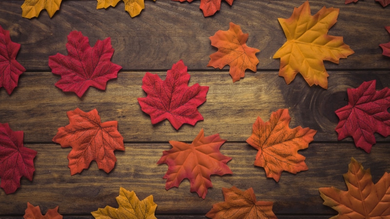 5K, wood, maple, background, leaves, tree, autumn