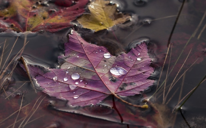 water drops, wet, nature, closeup, purple, drop, beauty in nature, fall, leaf, maple leaf, outdoors, purity, close-up, vulnerability, change, rain, autumn