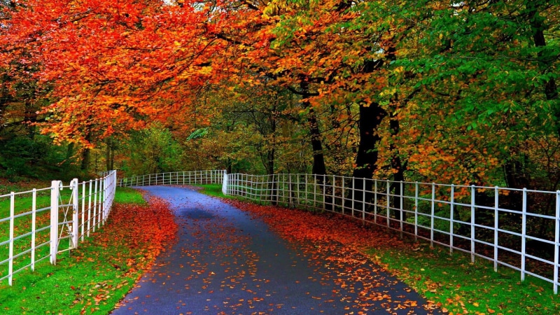 garden, maple, november, season, park, natural, grass, orange, orange color, nature, art, summer, foliage, tranquil scene, october, forest, colorful, footbridge