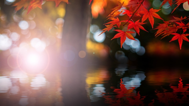 backgrounds, lights, night, green Color, plant part, leafs, park - Man Made Space, waterfront, defocused, maple leaves, bokeh, woodland, leaves, multi Colored