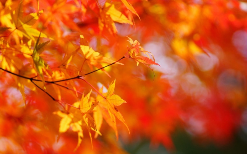 Maple, 1080P, Background, Tree, Autumn, Blurred, Red, Leaves