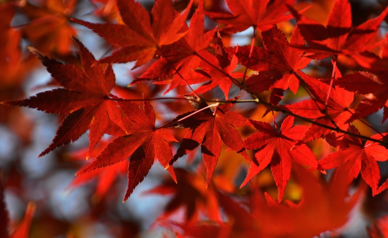 Japan, plant part, beauty in nature, orange color, Tree, autumn collection, Seasons, Fall, growth, change, selective focus, Maple, maple tree, maple leaf