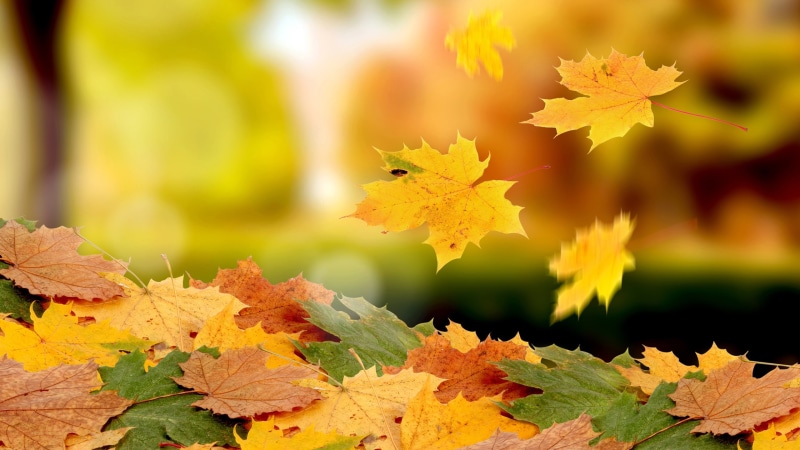 Autumn, Maple, Falling, 2K, Leaves