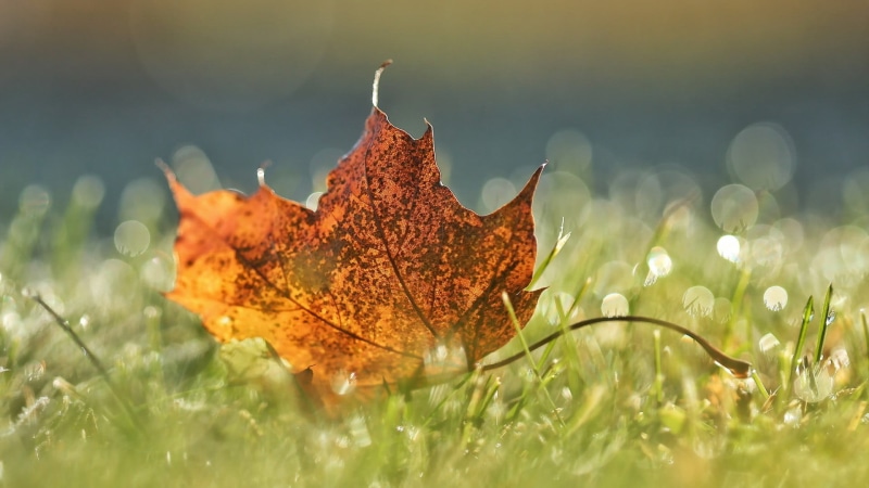 water drops, maple, 1080P, leaf, beauty in nature, maple leaf, day, nature, vulnerability, autumn, fall, change, tranquility, depth of field, fragility