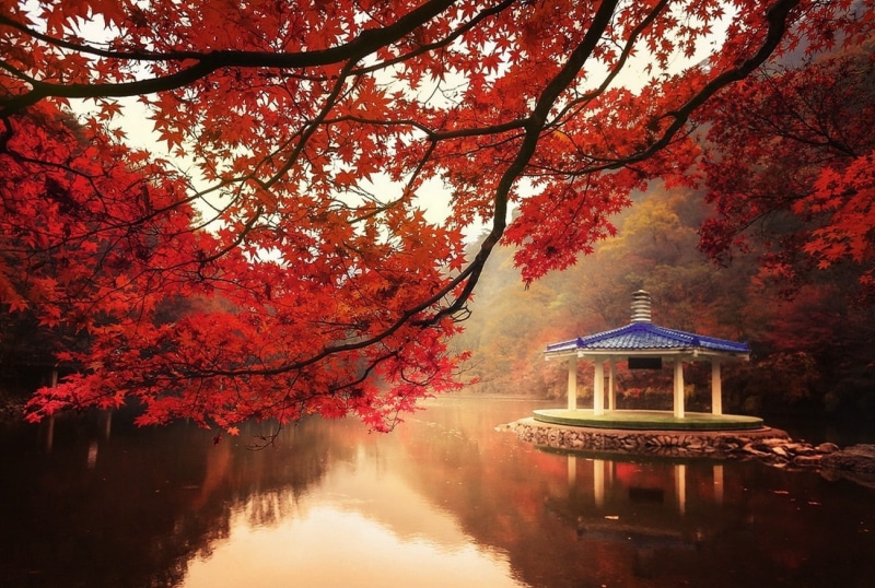 japanese garden, tree, beauty in nature, no people, outdoors, built structure, 720P, water, maple leaf, fall, red, orange color, architecture, mist, autumn