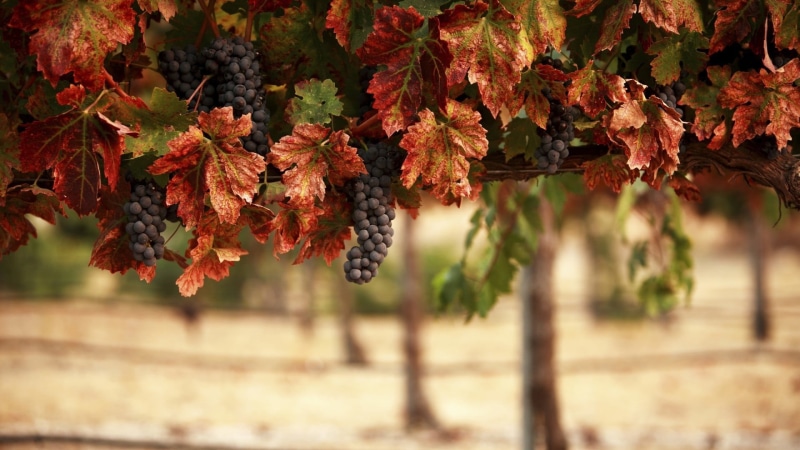 blueberry, maple leaf, fruit, no people, day, winemaking, autumn collection, 1080P, plant part, plant, grapes, vineyard, branch, tree, nature, leaves