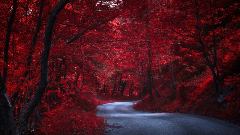 tree, red, japan, forest, leaves, nature, crimson forests, 1080P, asia, woody plant, red forest, woodland, red leaves, tokyo, autumn, deciduous, road