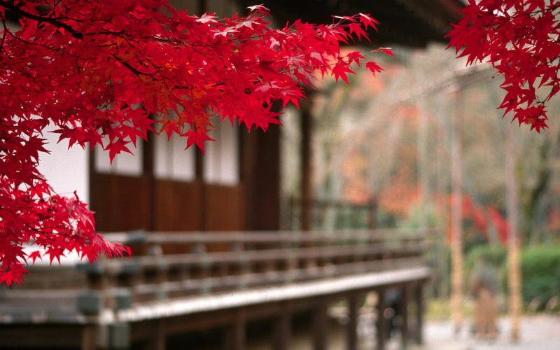 backgrounds, season, autumn collection, outdoors, photography, maple, park - Man Made Space, tree, vibrant Color, yellow, multi Colored, autumn, kyoto Prefecture