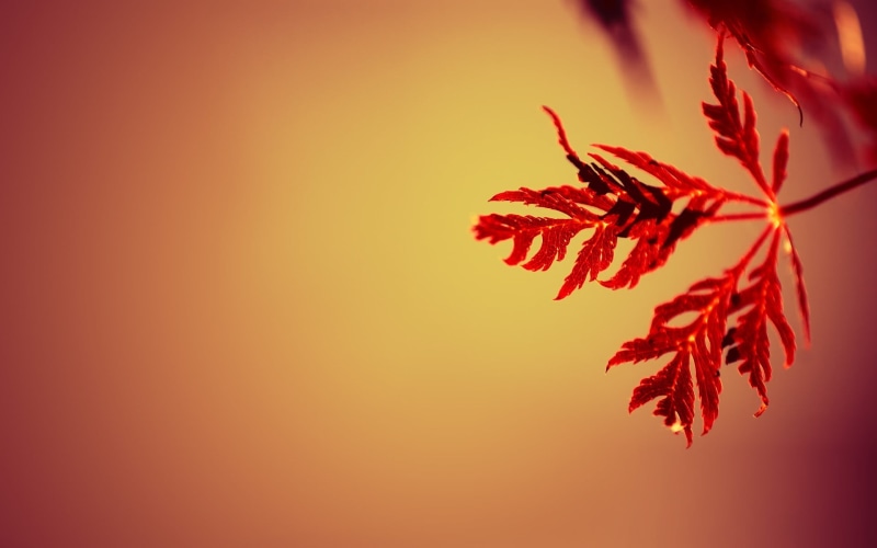 vulnerability, bright, simple background, sunlight, multi Colored, day, scenics - nature, defocused, colored background, leaf, yellow, tranquility, red