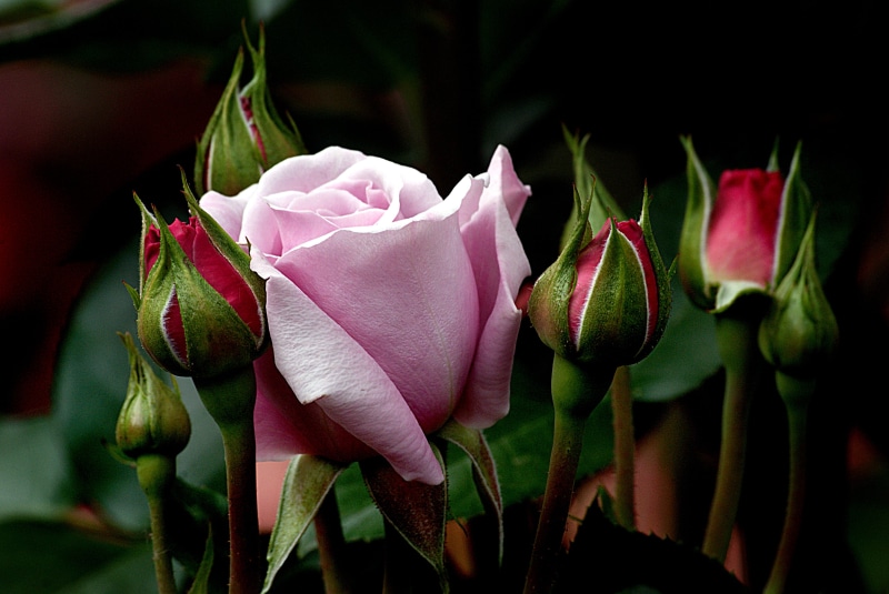 plant, focus, rose, leaves, 4K, pink, selective, red, roses, Moody Blues, flower Head, pink Color, petal, red roses, Public Domain, leaf, photos, nature
