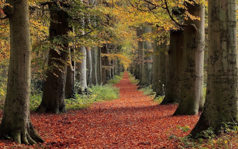 red, branch, beauty In Nature, growth, gold Colored, tree trunk, light - Natural Phenomenon, leaf, green Color, trees, orange Color, outdoors, autumn, the way forward