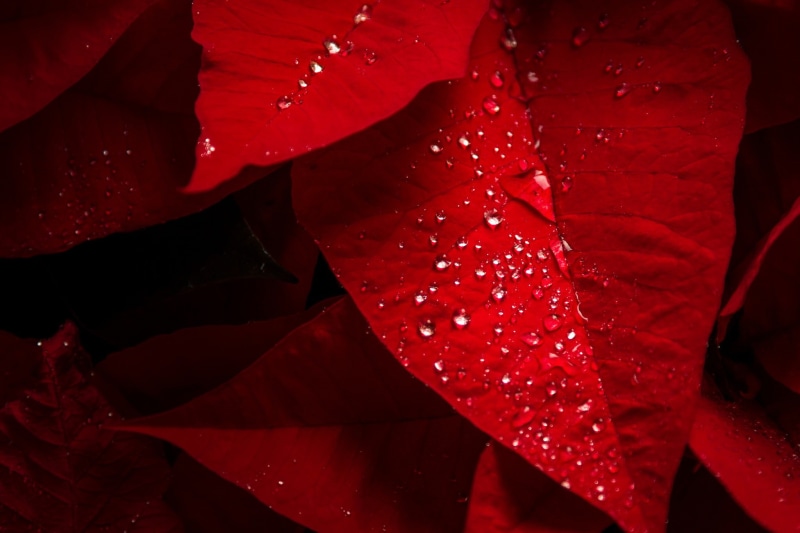 water, water drop, red, leaf, 1080P, drop, photography, leaves