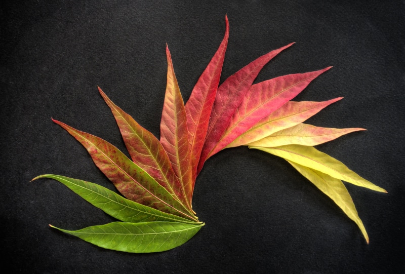 black Color, leaf  pattern, RAW, plant, foliage, NEX-6, leaves, organic, autumn  leaves, backgrounds, black, nature, autumn colors, 4K, yellow, HDR, за