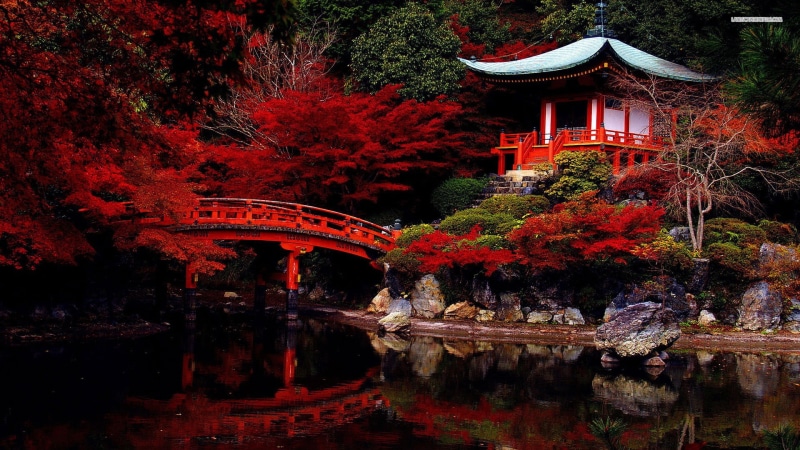 Japan, nature, outdoors, reflection, temple, built structure, bridge, red, beauty in nature, petaled, building exterior, change, tree, flowers, autumn