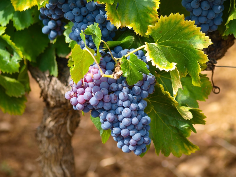 red grape, 2K, vineyards, bunch, harvesting, bunch of grapes, growth, landscape, nature, agriculture, wine, photo, ripe, healthy eating, plant, fruit