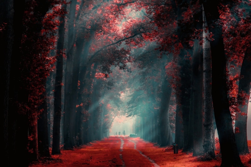tall, tree trunk, 1080P, light - Natural Phenomenon, fog, night, october, red, trees, standing, plant, leaf, season, treelined, mist, landscape, people