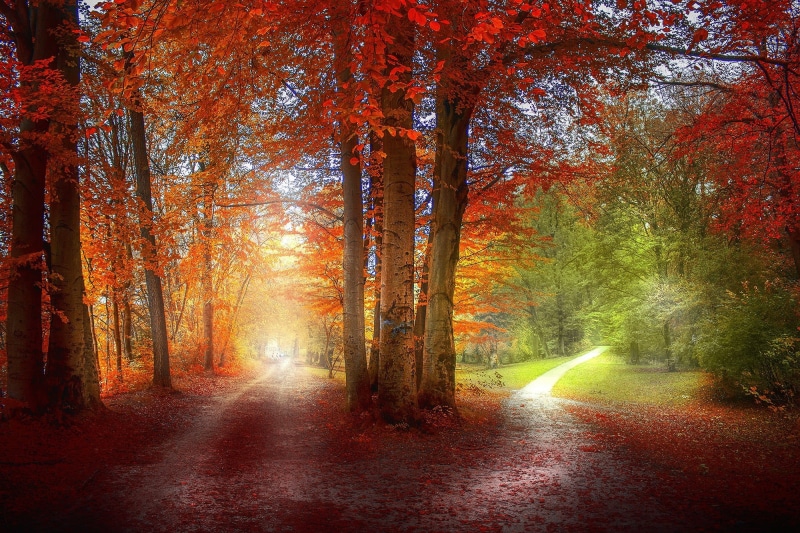 tree, leaf, backgrounds, light - Natural Phenomenon, path, woodland, non-Urban Scene, sunlight, vibrant Color, grass, scenics - nature, nature, scenics