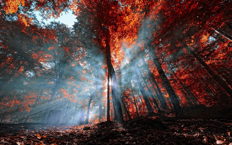 low angle view, mist, nature, tree trunk, streaming, outdoors, fog, blue, tall, trees, trunk, fire - Natural Phenomenon, sun rays, tranquility, plant, environment