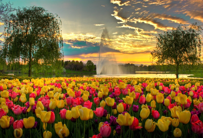 outdoors, Colorful, multi Colored, red, Spring, 4K, World, flowerbed, sky, park - Man Made Space, plant, crepuscular rays, Glencoe,IL, HDR, bed, Photo