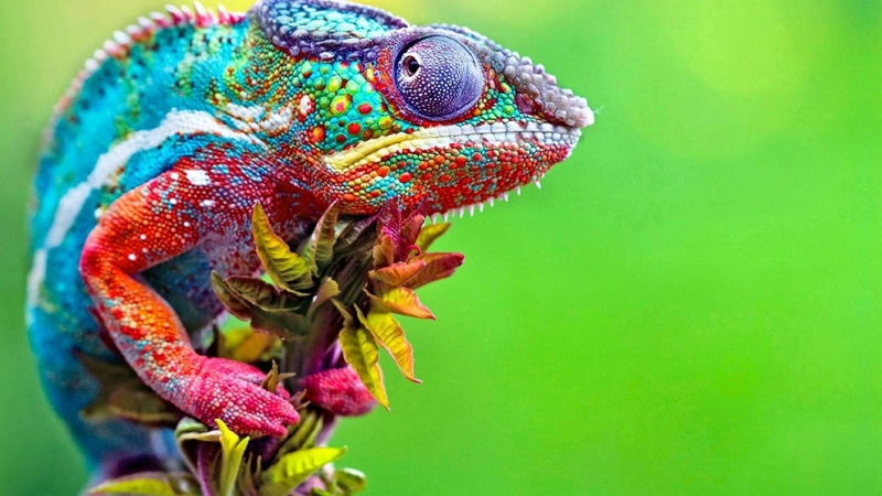 wildlife, wild animal, colorful, skin, 1080P, chameleon, change