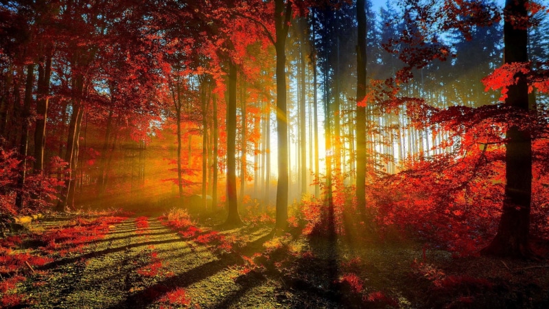 no people, plant, tranquil scene, autumn collection, fall, tranquility, woodland, outdoors, orange color, tree, idyllic, scenics - nature, plant part, beauty in nature